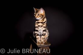 Photographe animaux Orléans, Studio Photo Orléans