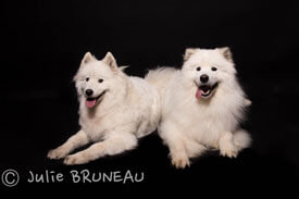 Photographe animaux Orléans, Studio Photo Orléans